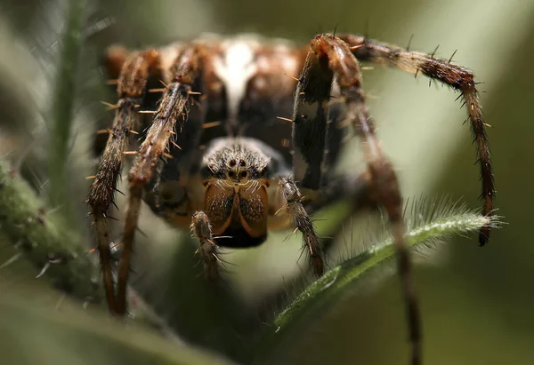 Closeup View Insect Nature — Stock Photo, Image