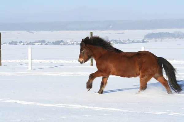 Lindo Caballo Naturaleza Salvaje — Foto de Stock