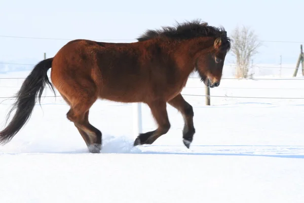 Lindo Caballo Naturaleza Salvaje — Foto de Stock