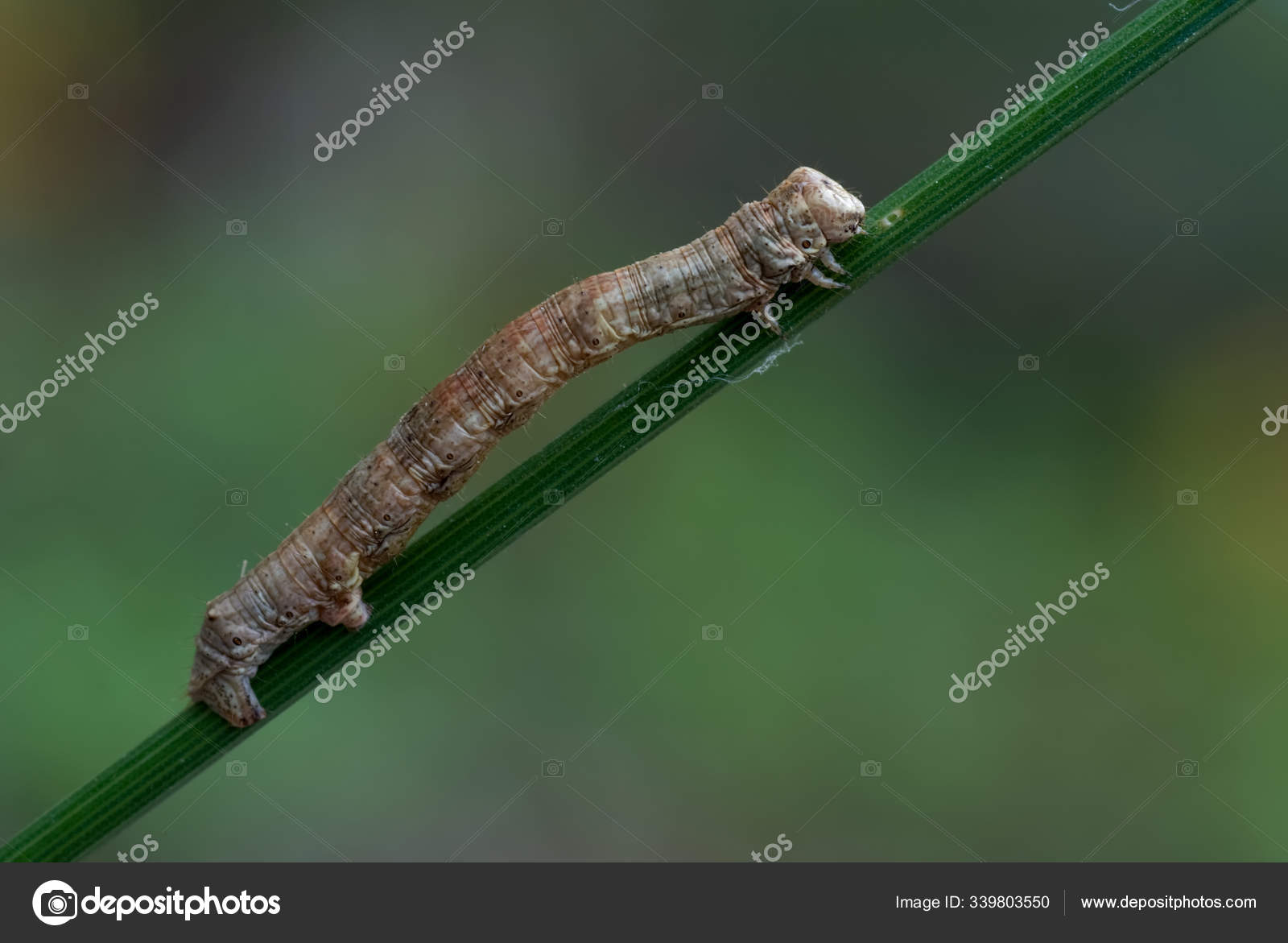 シャクトリムシ写真素材 ロイヤリティフリーシャクトリムシ画像 Depositphotos シャクトリムシ写真素材 ロイヤリティフリーシャクトリムシ画像 Depositphotos