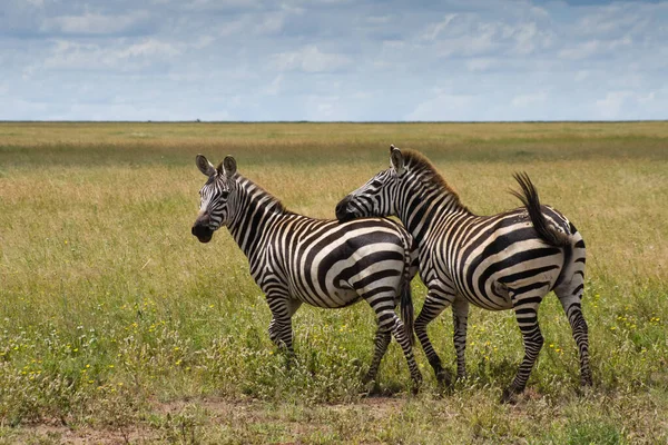 Preto Branco Zebra Animal Mamífero — Fotografia de Stock