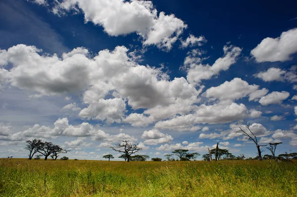 Large Grassland Wonderful Cloudscape — Stock Photo, Image