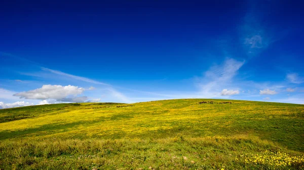 Uma Pequena Colina Coberta Com Flores Amarelas Sob Céu Azul — Fotografia de Stock