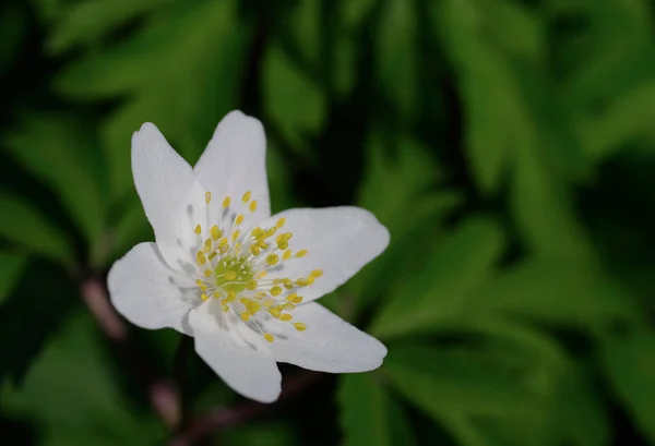 Białe Płatki Kwiatu Kwitnąca Flora — Zdjęcie stockowe