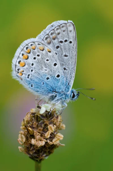 Bleu Commun Polyommatus Icarus — Photo