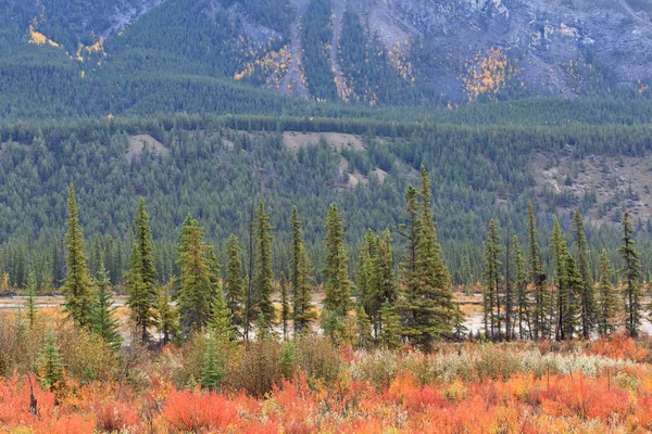 Pini Appartamenti Mobili Jasper National Park Alberta Canada — Foto Stock