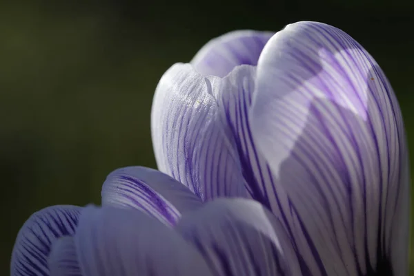 Fleurs Crocus Flore Printanière — Photo