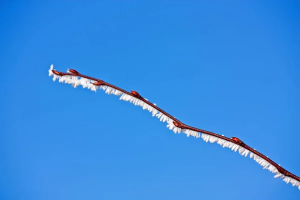 青い空に枯れ木の枝が — ストック写真