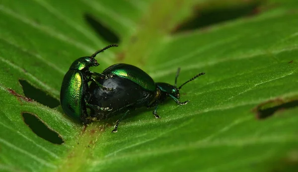 Minzblattkäfer Bei Der Paarung — Stockfoto