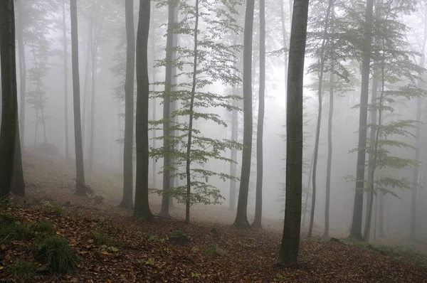 Nebbia Nella Foresta — Foto Stock