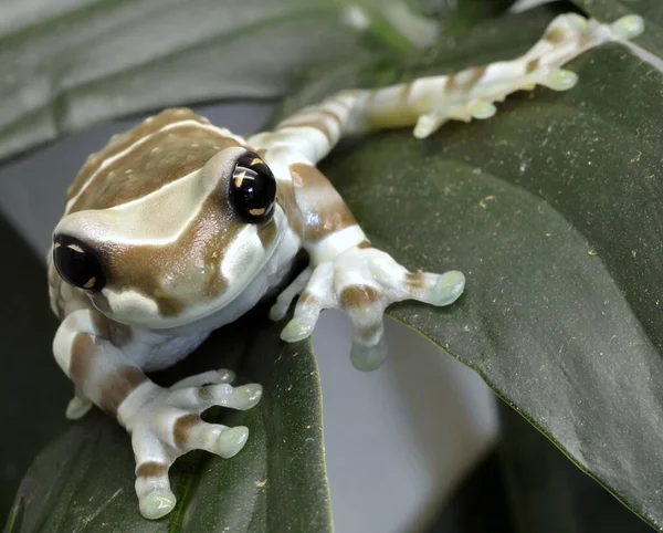 Grenouille Amphibien Crapaud — Photo