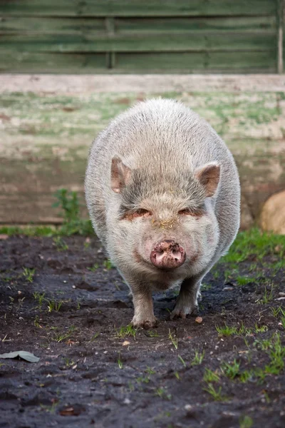 草の中の豚 — ストック写真