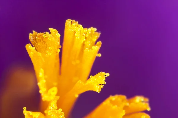 Крокус Цветы Крокус Лепестки Весенней Флоры — стоковое фото