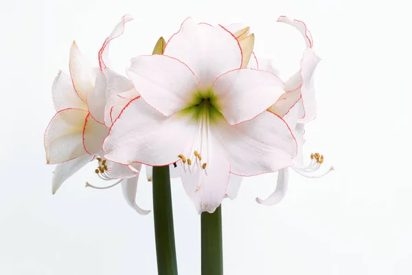 Amaryllis Close Exempt White Background — стоковое фото