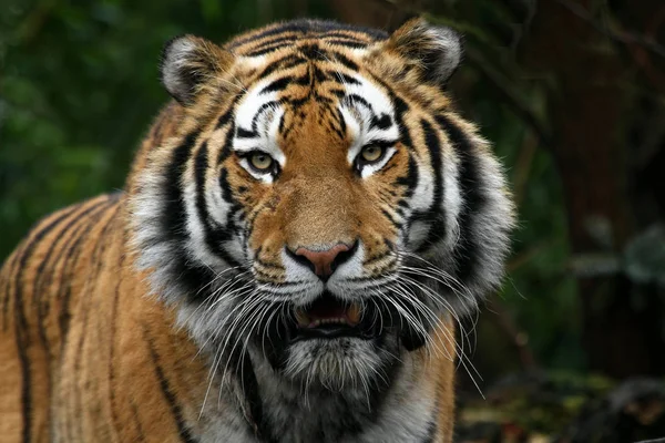 Predador Felino Tigre Selvagem — Fotografia de Stock