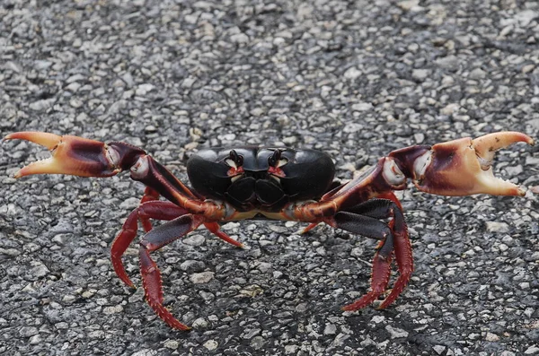 Crab Sand — Stock Photo, Image