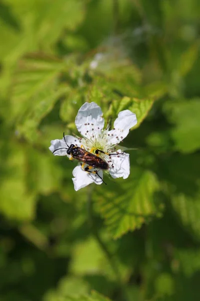 Vue Rapprochée Insecte Nature — Photo