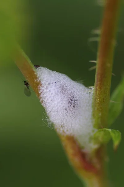 Cycads Larva Aphid — Stock Photo, Image