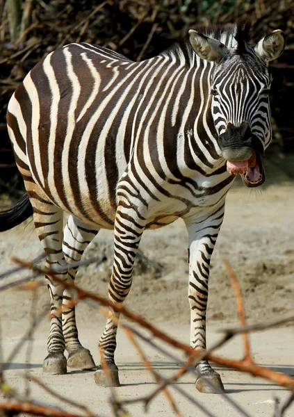 Siyah Beyaz Zebra Hayvan Memeli — Stok fotoğraf