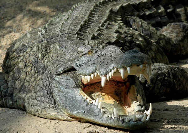 crocodile, dangerous amphibian animal