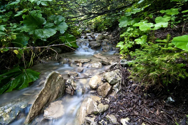 Flowing Water Dolomites Woods Italy — Stock Photo, Image