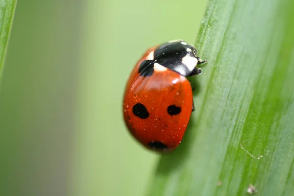 Bug Rouge Pois Coccinelle — Photo
