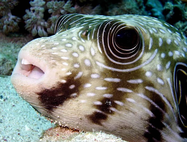 Pesce Palla Mare Sottomarino Vita Marina — Foto Stock