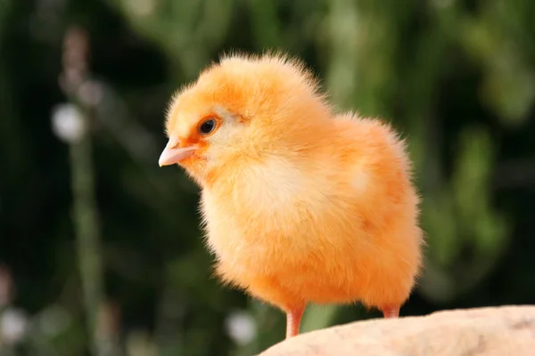 Vacker Utsikt Över Vacker Papegoja Naturen — Stockfoto