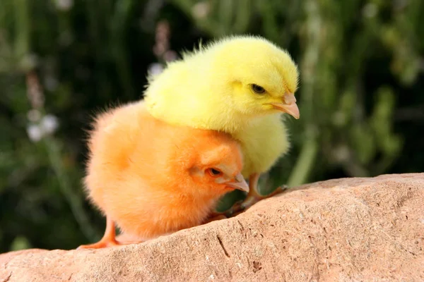 两个色彩艳丽的复活节小鸡在一块石头上 — 图库照片