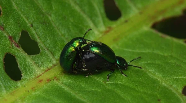 Minzblattkäfer Bei Der Paarung — Stockfoto