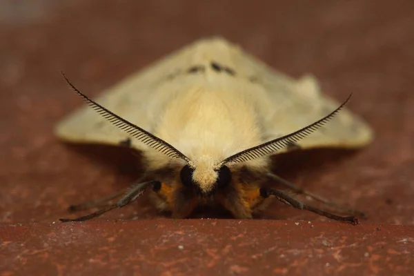 Vue Face Papillon Nocturne — Photo