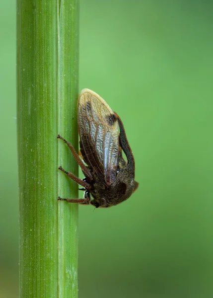 Närbild Insekter Vild Natur — Stockfoto