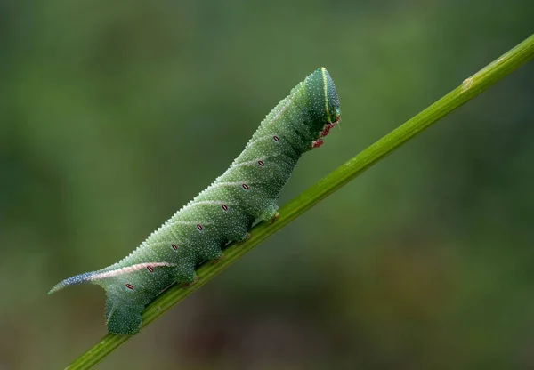 Raupeninsekt Kleiner Wurm — Stockfoto