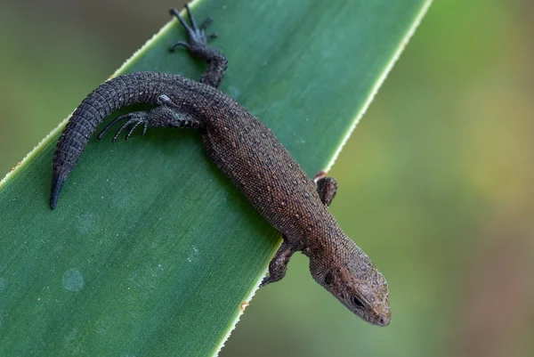 Gros Plan Lézard Dans Habitat Concept Sauvagerie — Photo