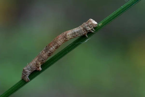 Lagarta Verme Inseto Natureza — Fotografia de Stock