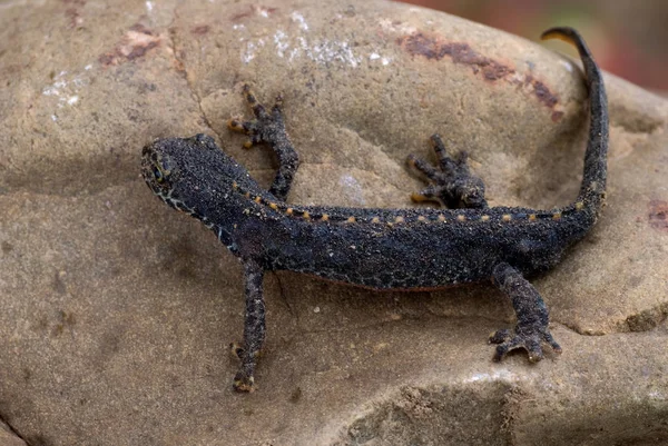 Salamander Animal Reptiles Lizard — Stock Photo, Image