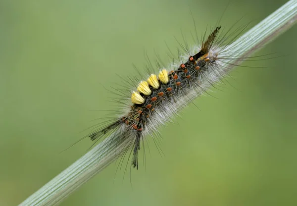 Rups Insect Kleine Worm — Stockfoto