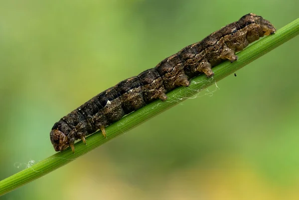 Tırtıl Solucan Doğa Böceği — Stok fotoğraf