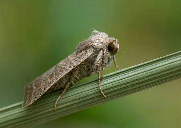 Närbild Insekter Vild Natur — Stockfoto