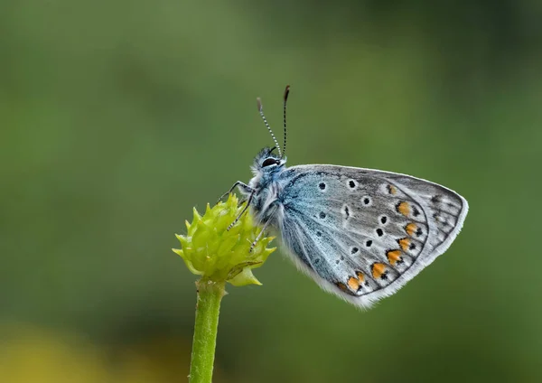 Синій Чорний Квітці Концепція Дикої Природи — стокове фото