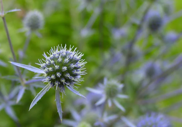 Mooie Bloemen Bloem Concept Achtergrond — Stockfoto