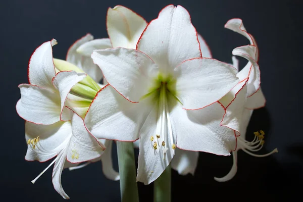 Płatki Kwiatów Amaryllis Flora — Zdjęcie stockowe