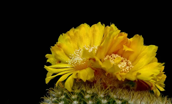 Tropische Plant Plantaardig Flora Cactus — Stockfoto