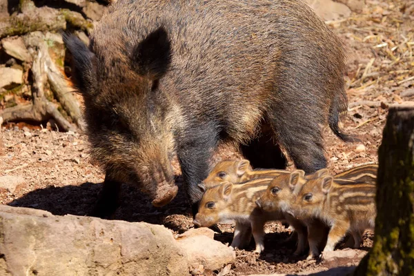 Young Adult Female Bear Zoo — Stock Photo, Image