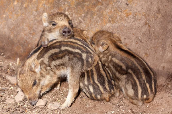 Deux Chiens Dans Parc — Photo