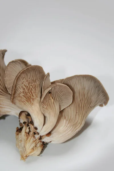 Oyster Mushrooms Pleurotus Ostreatus — Stock Photo, Image