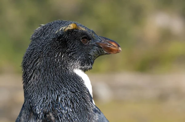 Aussichtsreicher Blick Auf Putzige Pinguinvögel Der Natur — Stockfoto