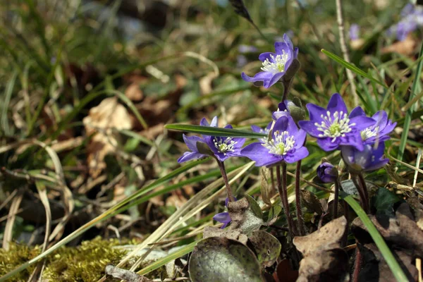 Kék Crocus Virágok Erdőben — Stock Fotó