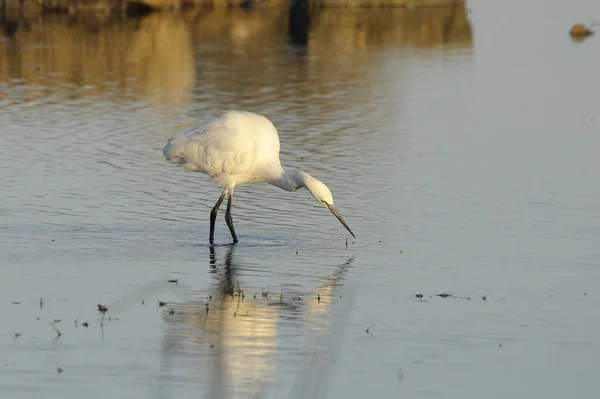 Vista Panorâmica Dos Pássaros Egrets Natureza — Fotografia de Stock