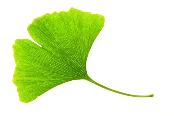 Isolato Singola Foglia Ginkgo Verde Uno Sfondo Bianco — Foto Stock